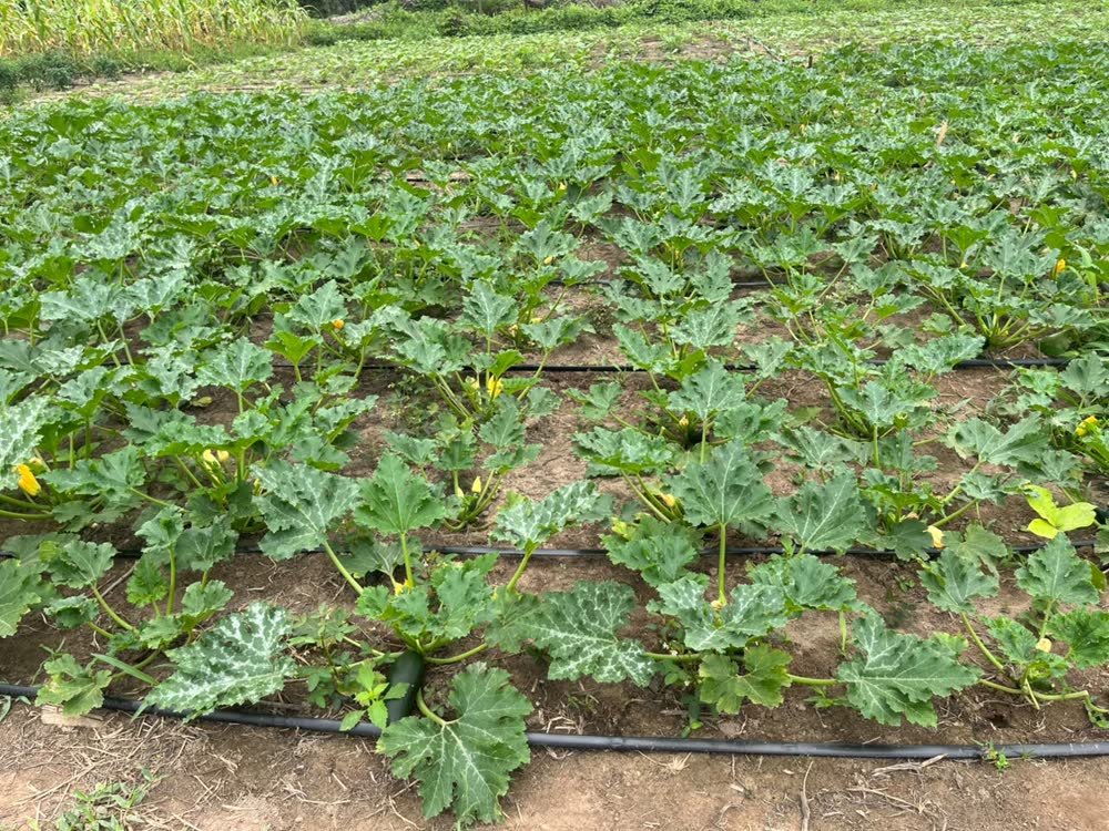 Irrigation
