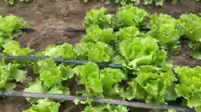 Laitue au goutte-à-goutte — Maraîchage en production, 